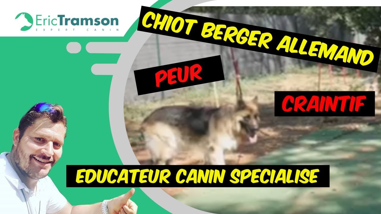 (Var) Chiot Berger Allemand craintif et peureux/Eric Tramson/&eacute;ducateur canin sp&eacute;cialis&eacute;