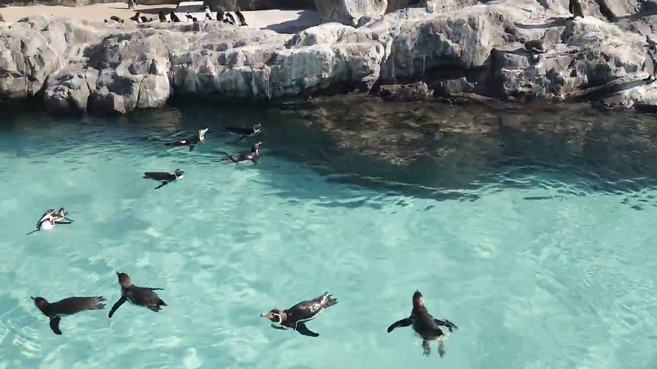 【葛西臨海水族園】鳥がいっぱい！　#ペンギン　#渡り鳥