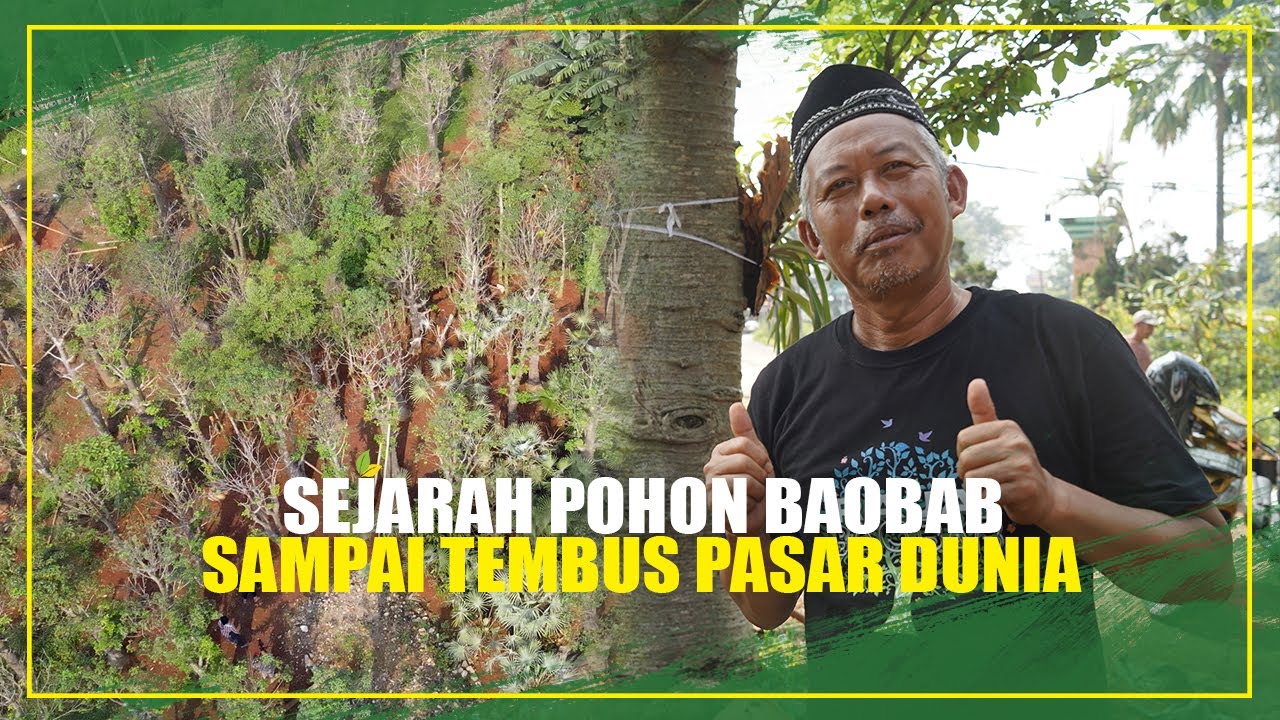 Ekspor Ke Korea Dan Turki, Pohon Baobab Dari Afrika Berhasil Dibudidaya Di Indonesia