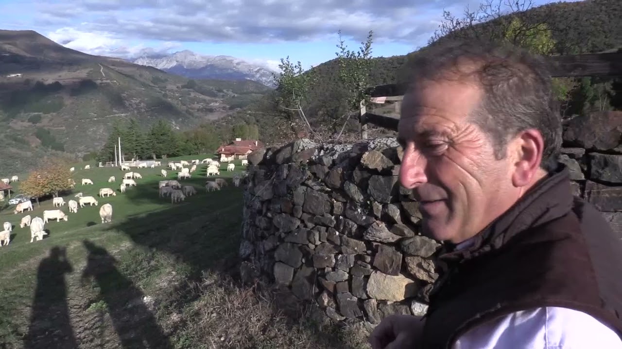 Ganaderos en su hábitat | Charolesas en Lerones | 26.11.2021