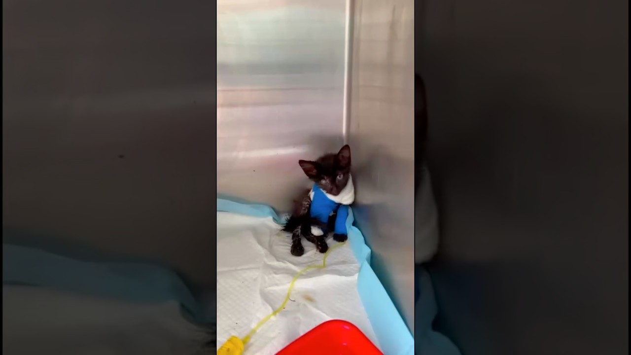 Update: Urgent support is needed. We&rsquo;re fighting, friends. He has to overcome the infection