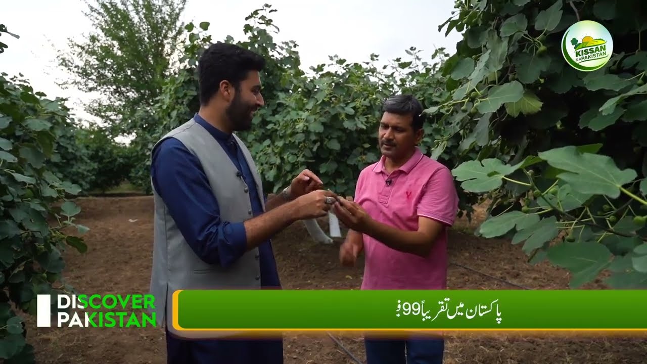 Fig Cultivation – The Most Profitable Crop in Pothohar Region