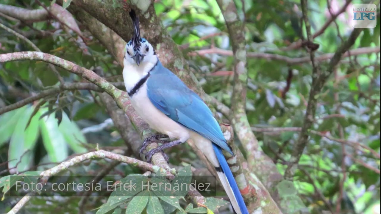 La urraca, centinela de los bosques