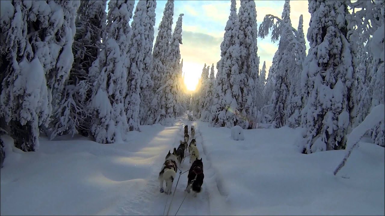 The magic of mushing