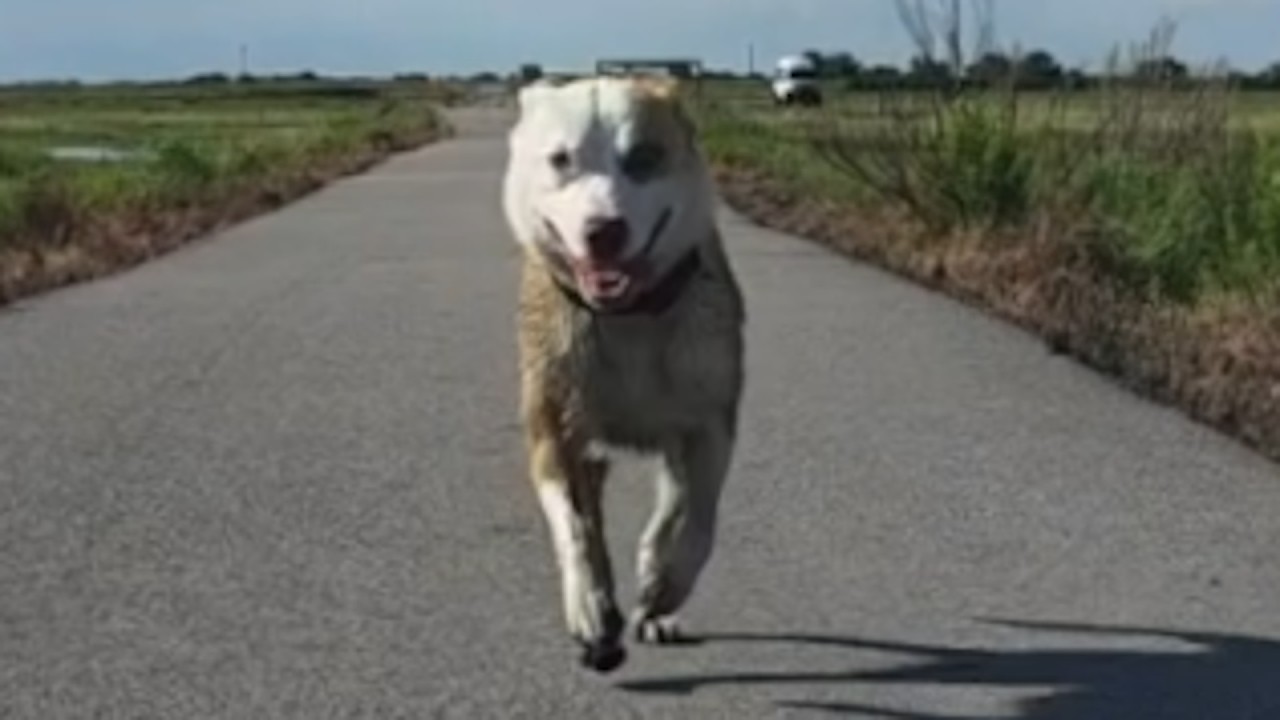 Storm chaser meets mystery dog. Now they are soulmates.