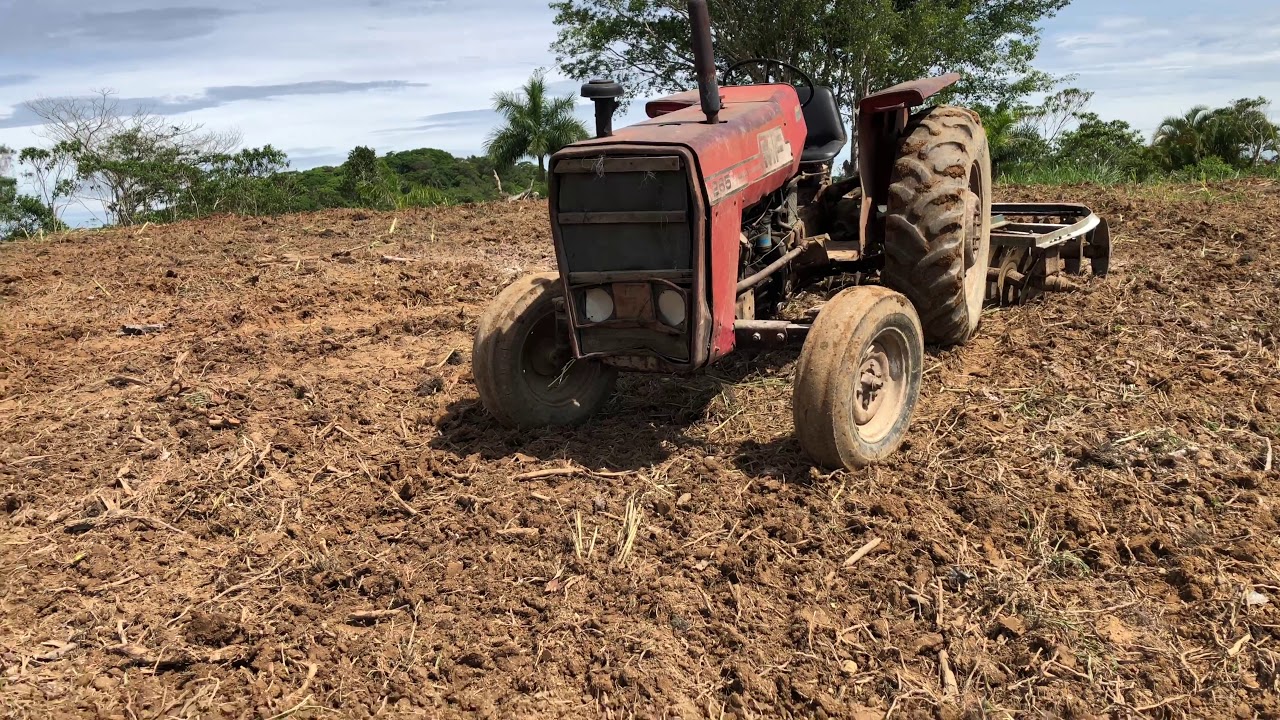 Como plantar capim MG12 paredão