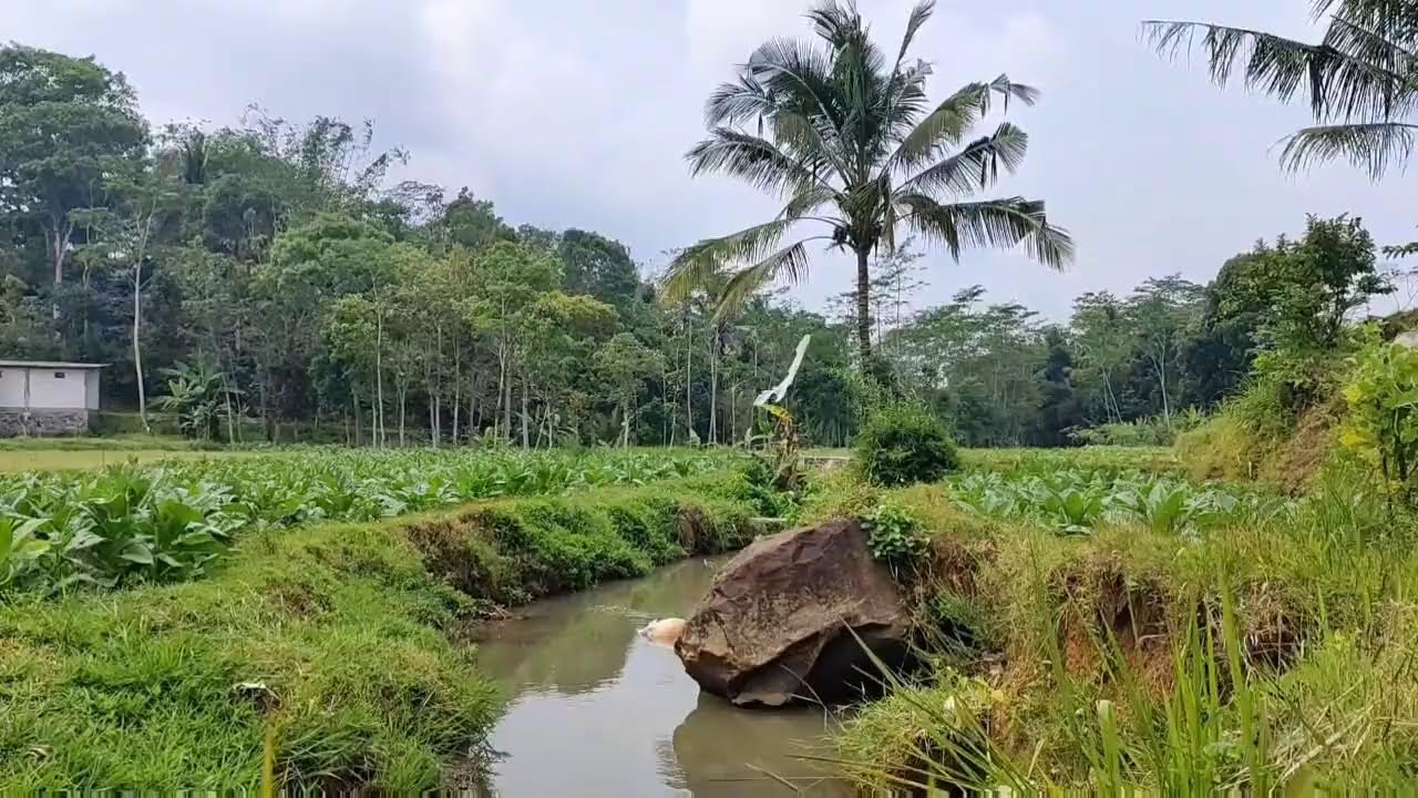 Natural sounds #relaksasi