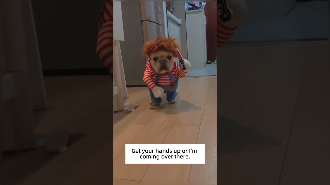 Adorable Dog Dress for Your Pup! #pets #dogcostume