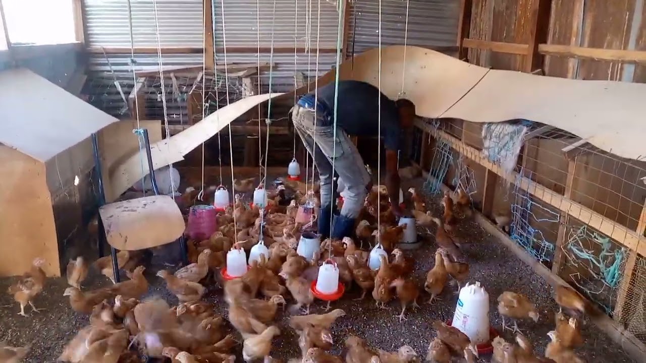 RAISING 300 SASSO BREED OF CHICKEN IN MY FARM//poultry farming in Kenya