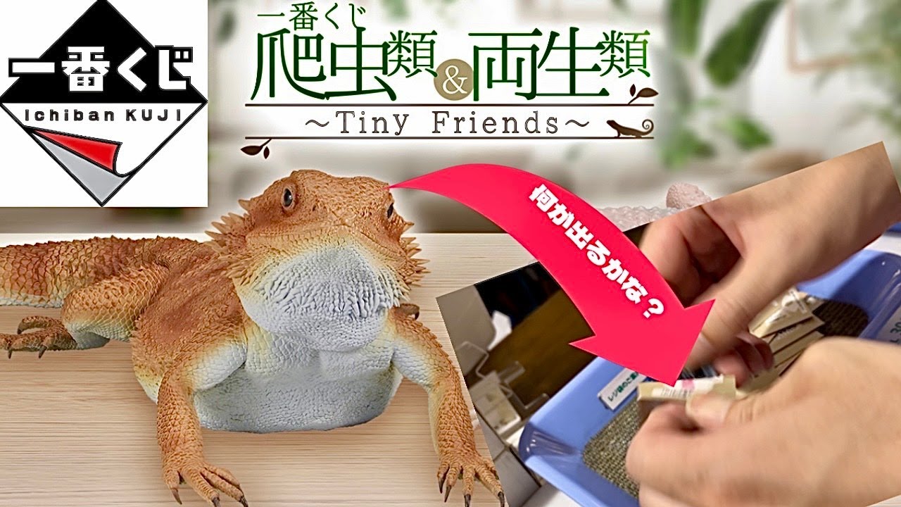 【一番くじ】爬虫類＆両生類が好きすぎるからフィギュアも狙っていく！！