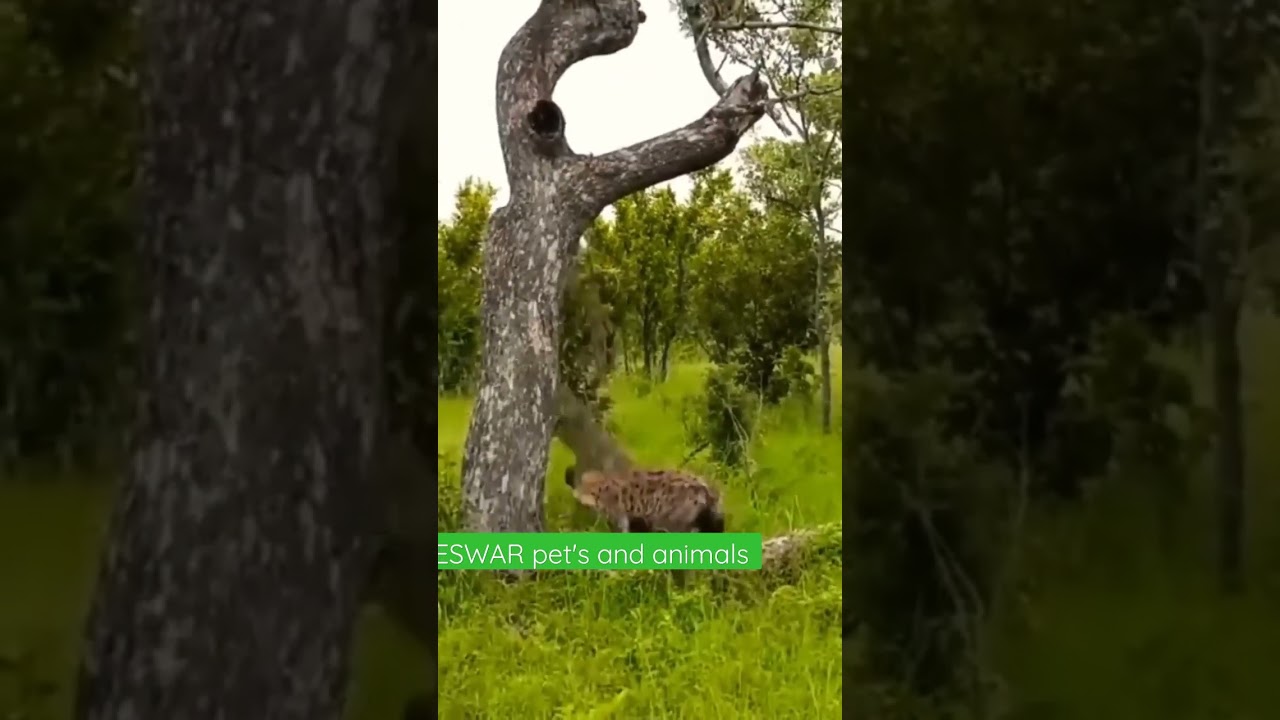 Hyena lose temper after watching this .mp4
