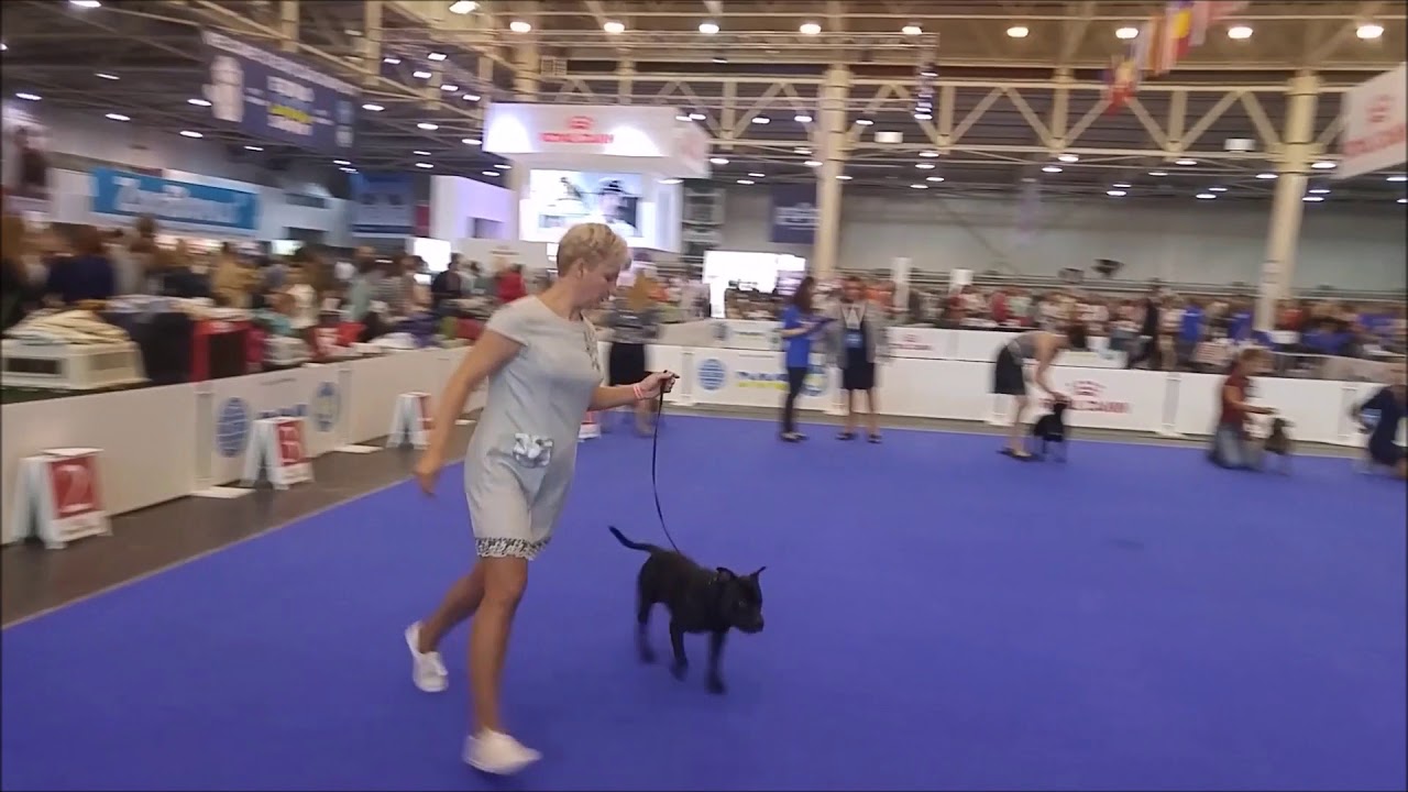 male EDS 2017 - KYIV, UKRAINE