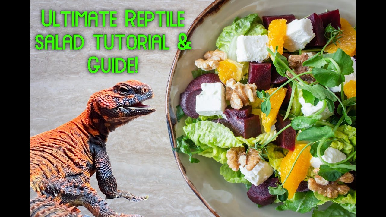 ULTIMATE Uromastyx, Bearded Dragon, Reptile Salad Prep & Guide! Vitamins, Supplements & Treats!