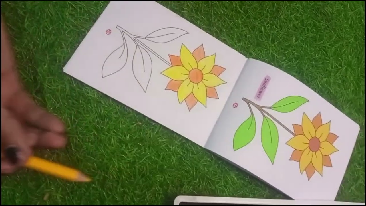 Colouring sunflower 🌻. Pencil colours drawing. 