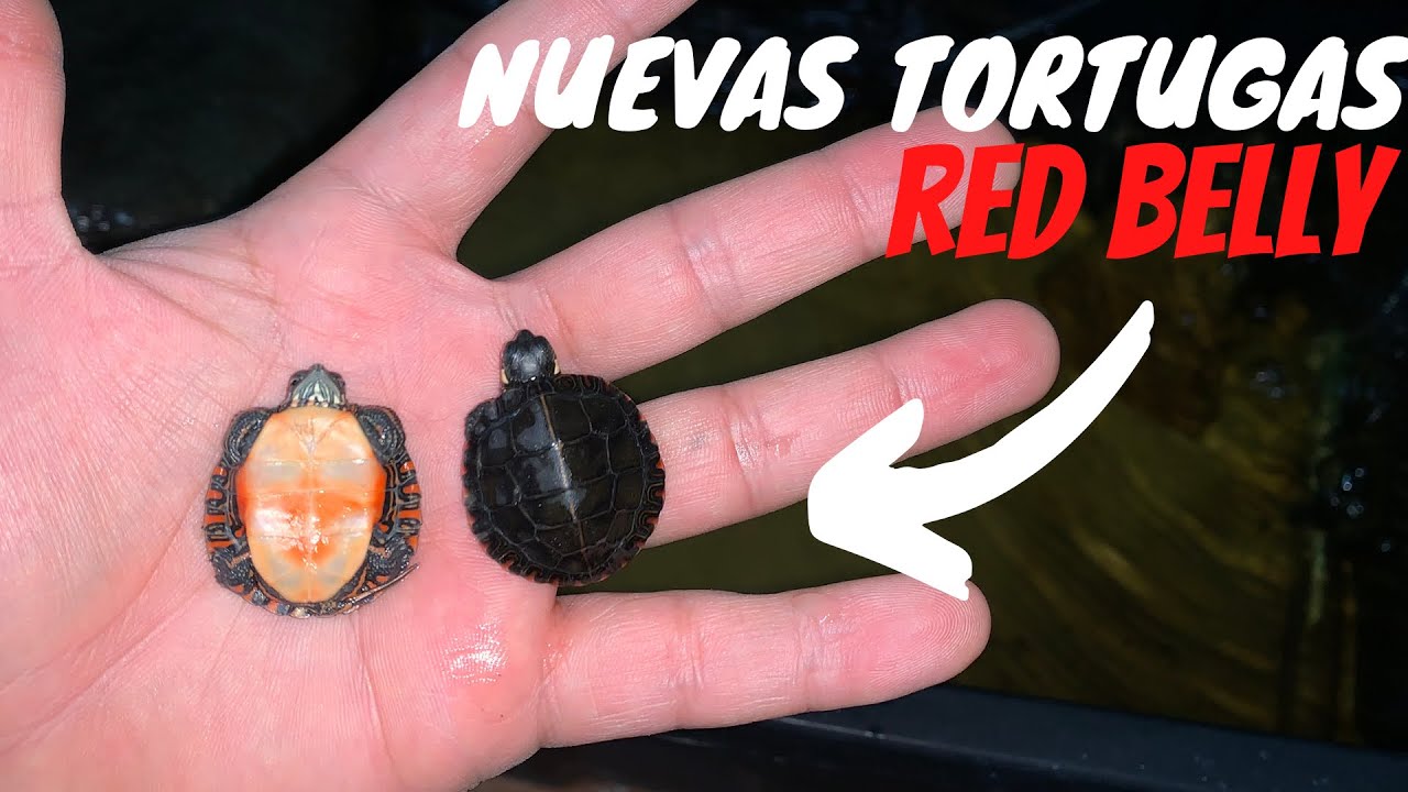 Nuevas TORTUGAS bebes (red belly)