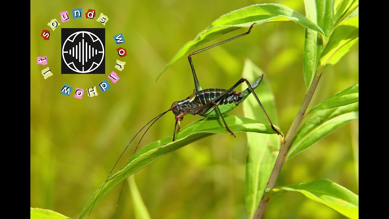 What does a cricket sound like? | Real cricket chirping sound