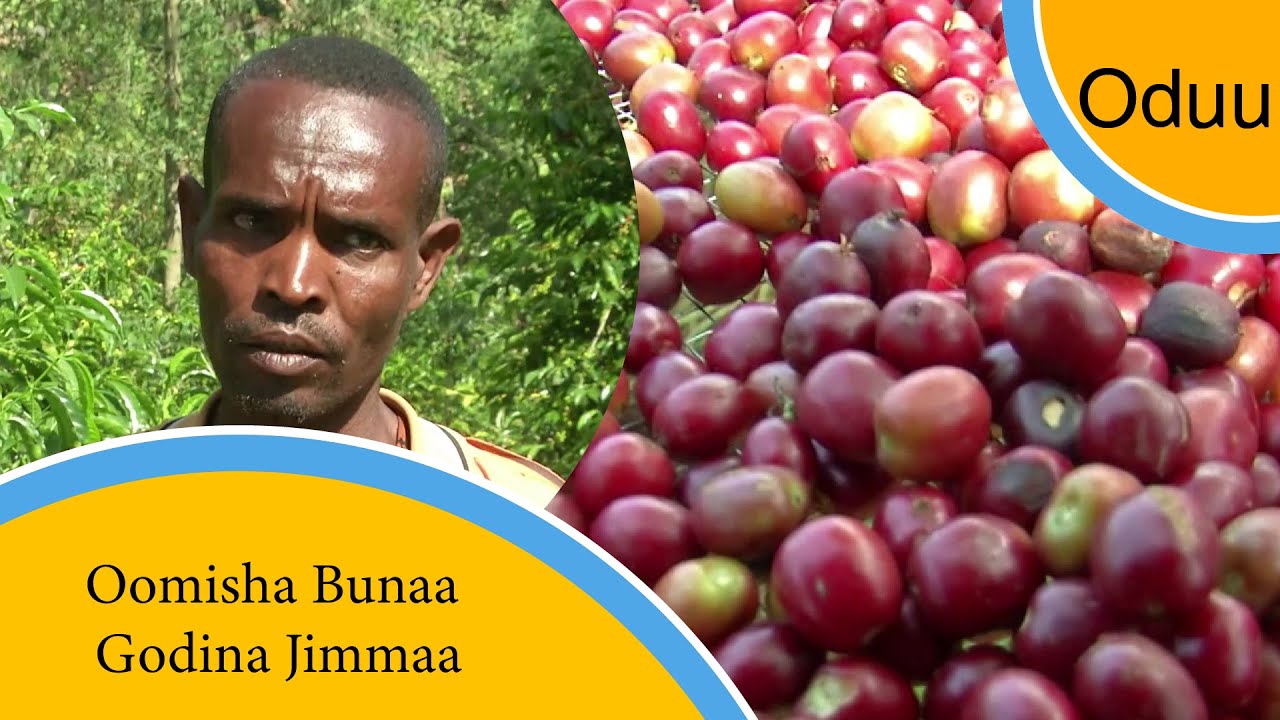 Oomisha Bunaa Godina Jimmaa