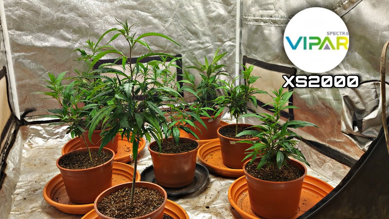 CLONES COM SEMENTES REVEGETANDO,  VIPARSPECTRA XS2000 LED GROW LIGHT ( BOMBA GROWER )