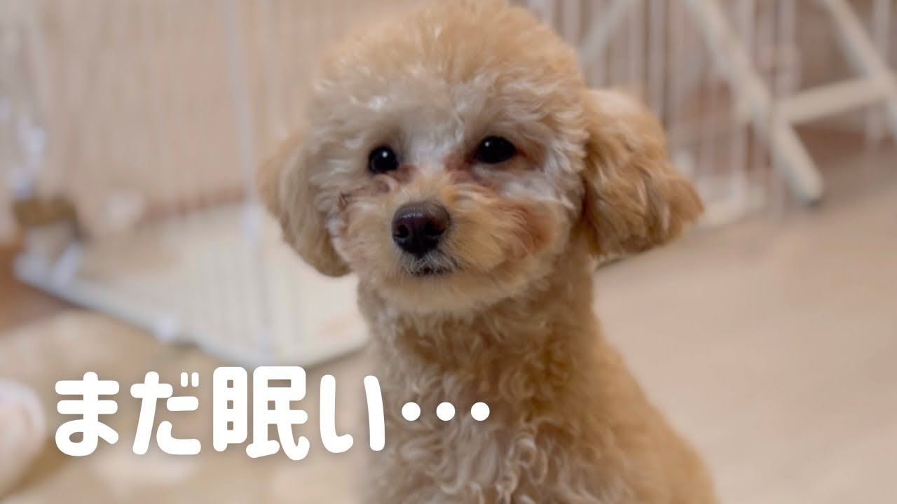 トイプードルのまったりな朝🐶☀️