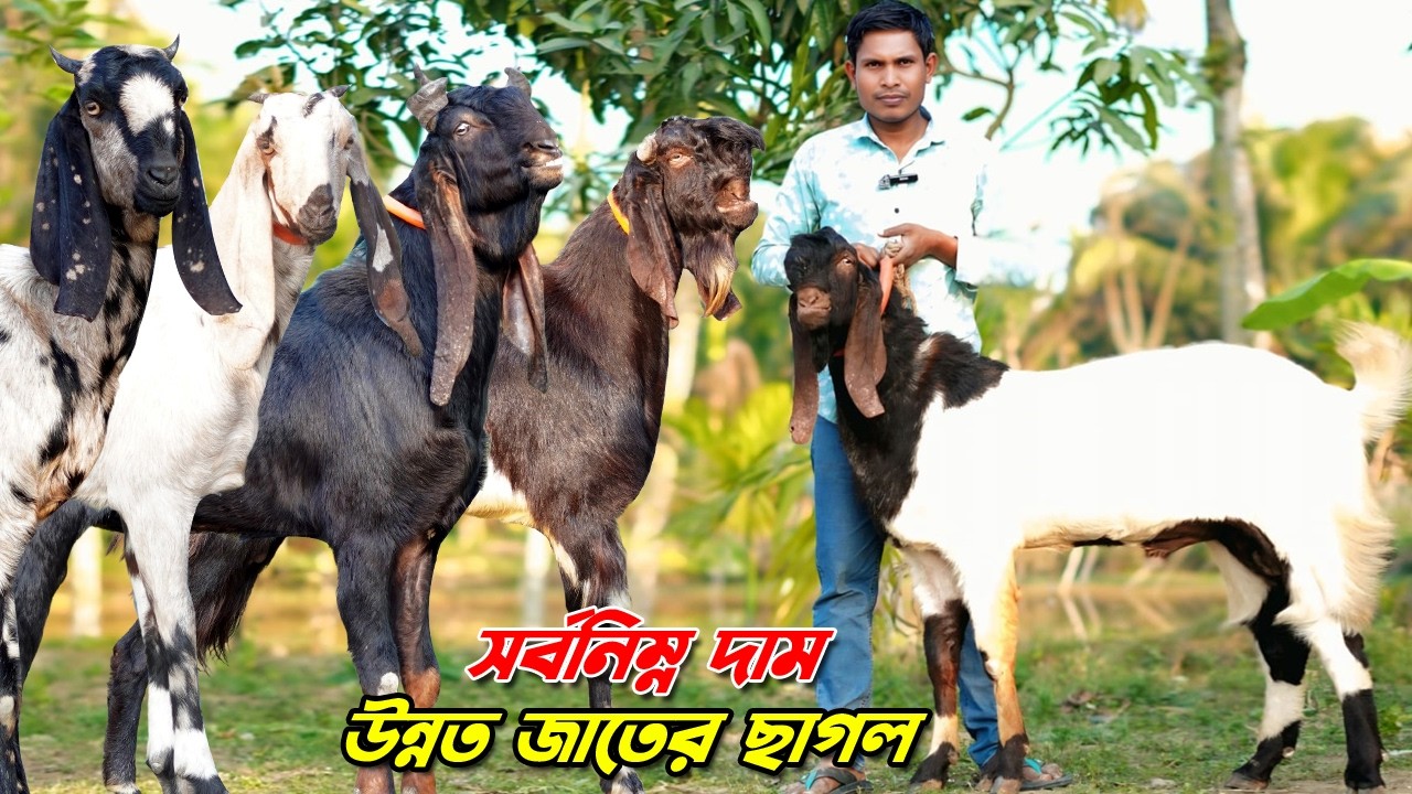 হাই কোয়ালিটির উন্নত জাতের ছাগল। সর্বনিম্ন দামে কিনুন।