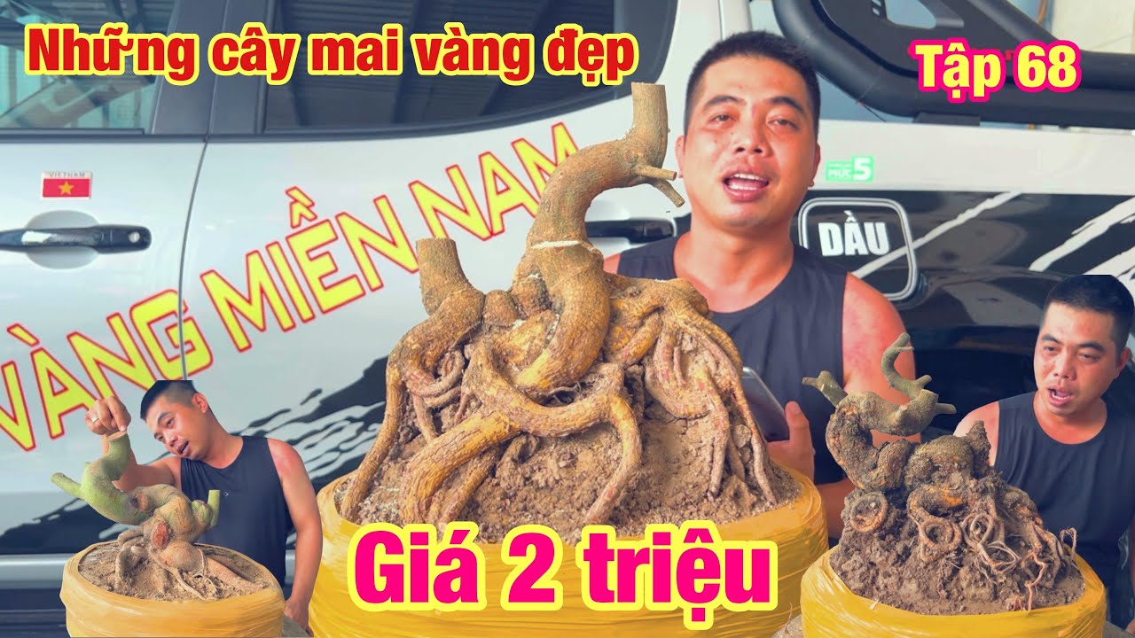 Những cây mai vàng đẹp tập 68 | phôi mai giá 2 triệu | ngày 8/5/2024