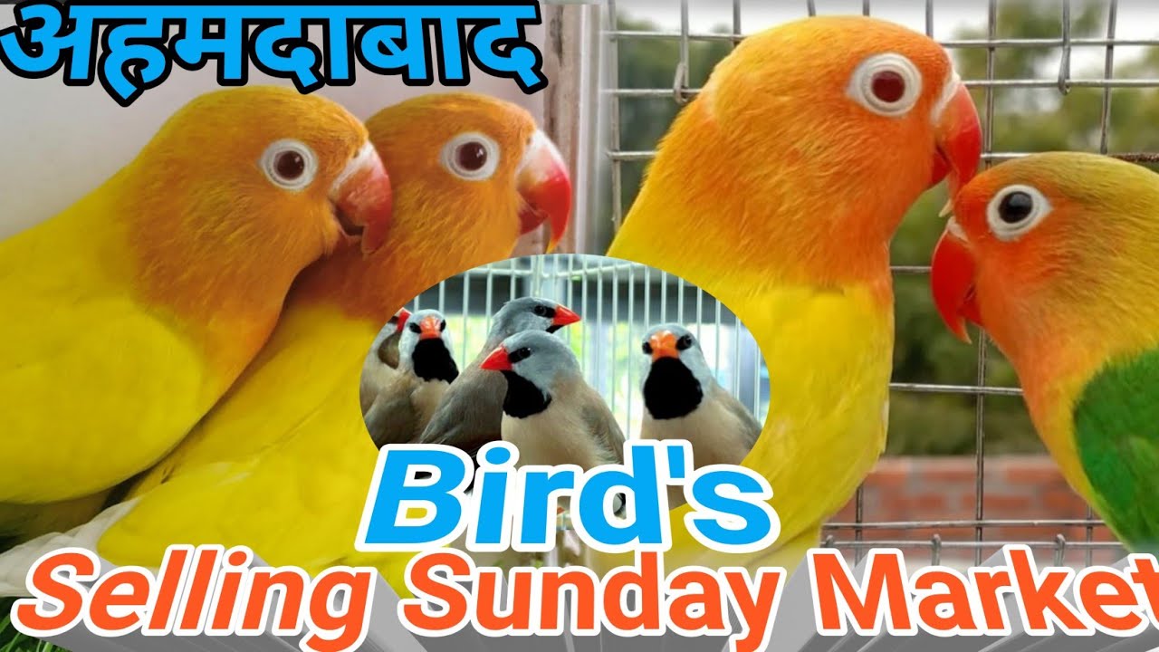 ahemdabad Sunday market/Sunday market ahemdabad/ravivaree bird's selling Sunday market/revarfant...