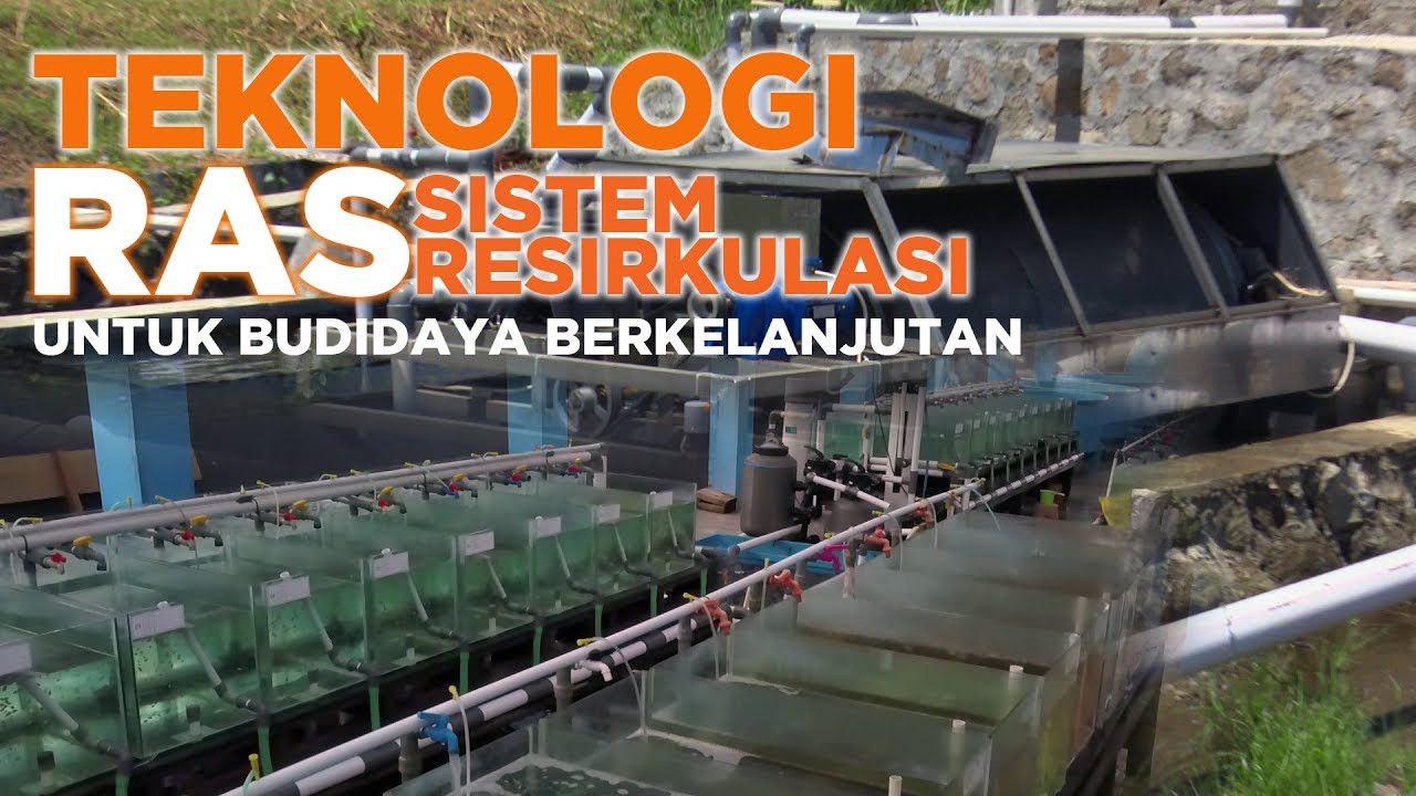 Melalui Sistem Resirkulasi (RAS), Menuju Akuakultur