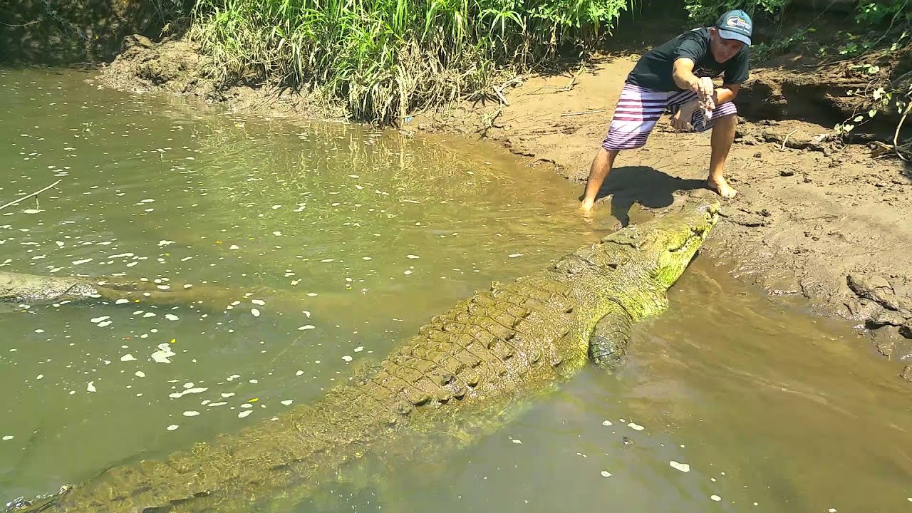 Costa Rica Rio Tárcoles - Tour coccodrilli