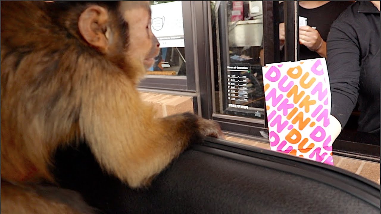 Little Monkey Visits Dunkin Donuts Drive Thru