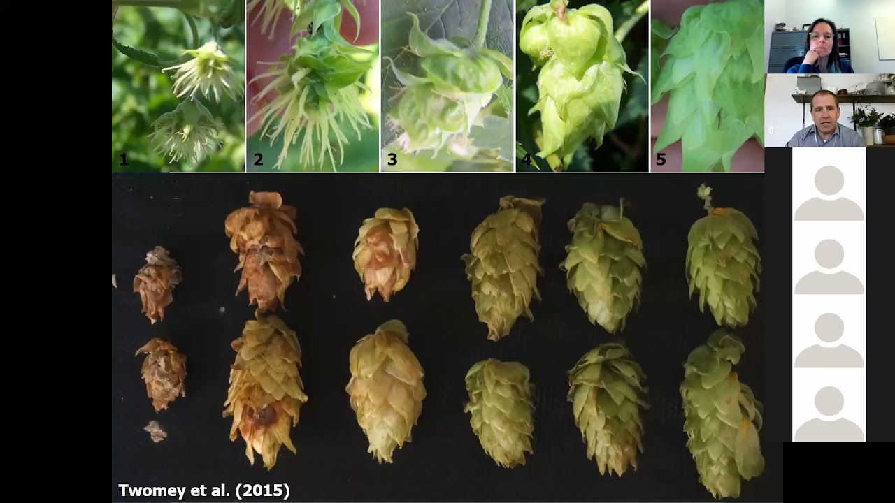 Management of Hop Powdery Mildew - Dr. David Gent