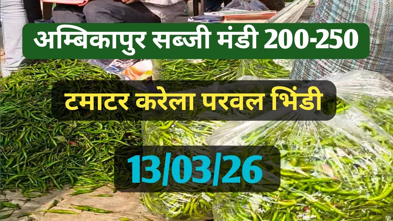 अम्बिकापुर सब्जी मंडी में टमाटर भिंडी मिर्च करेला परवल | 13/03/26 | CG15 