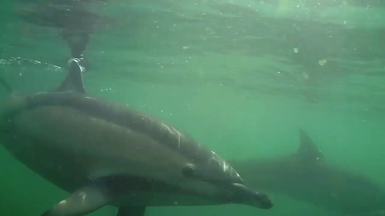 Underwater record of short-beaked common dolphin off the Cork coast 20-4-19. Footage by Ben Horgan.