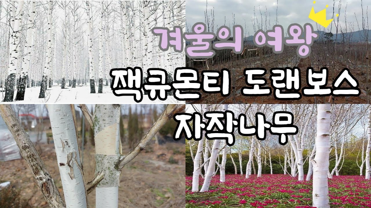 겨울조경의 끝판왕👍잭큐몬티 도랜보스 자작나무😘