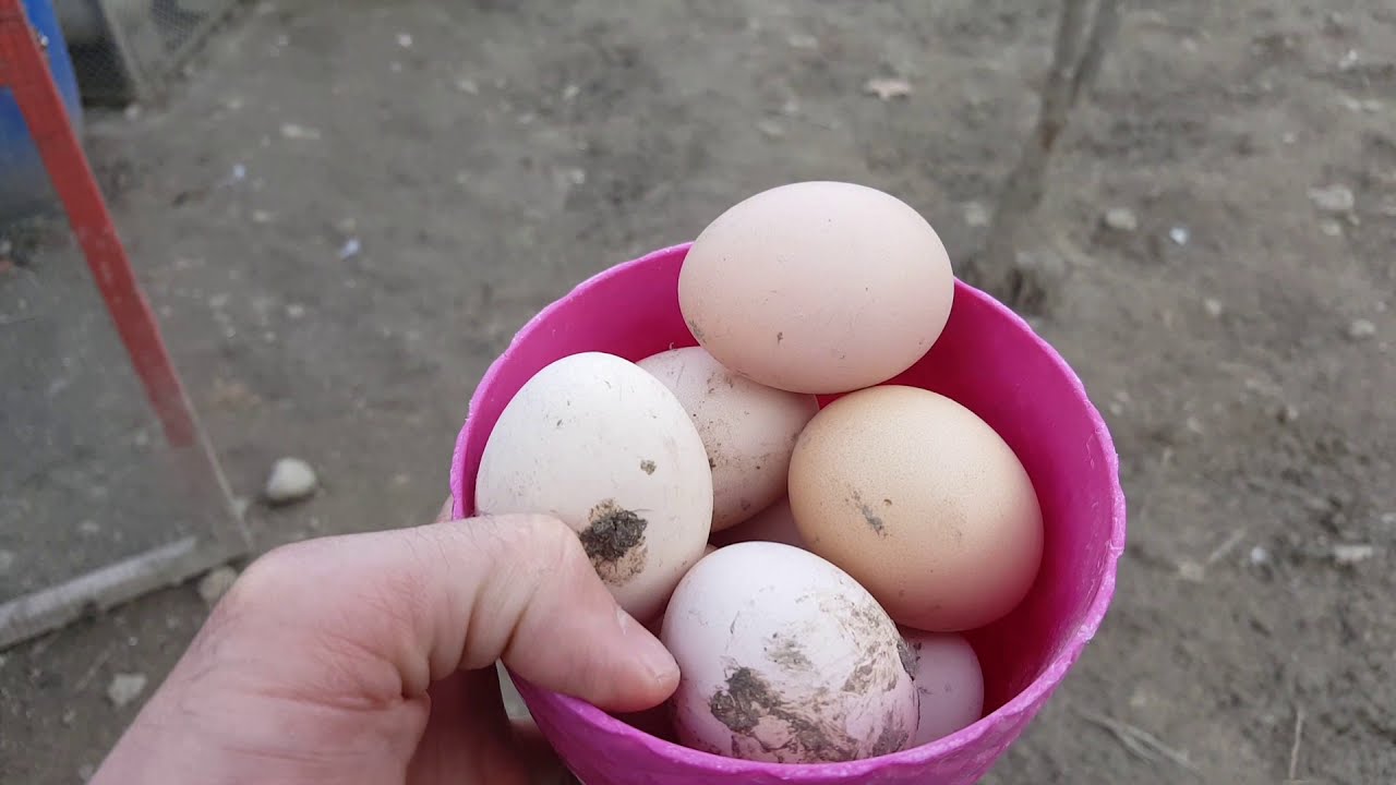 Bu formül tavukları coşturdu, yumurtalar sıralandı, tavuk nasıl yumurtlatılır