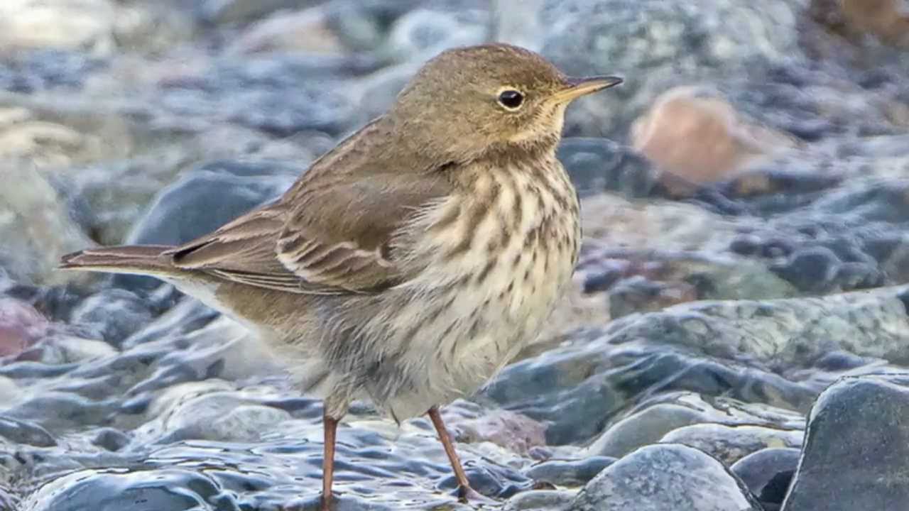 BTO Bird ID - Rock Pipit and Water Pipit