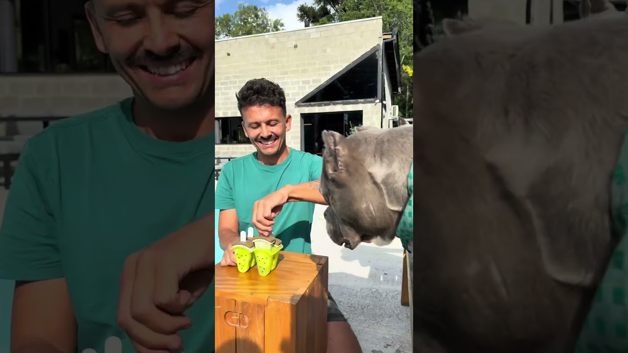Comer, Brincar e Relaxar 🐾 A minha rotina com 3 American Bullys Maori, Nuhri e Marê 