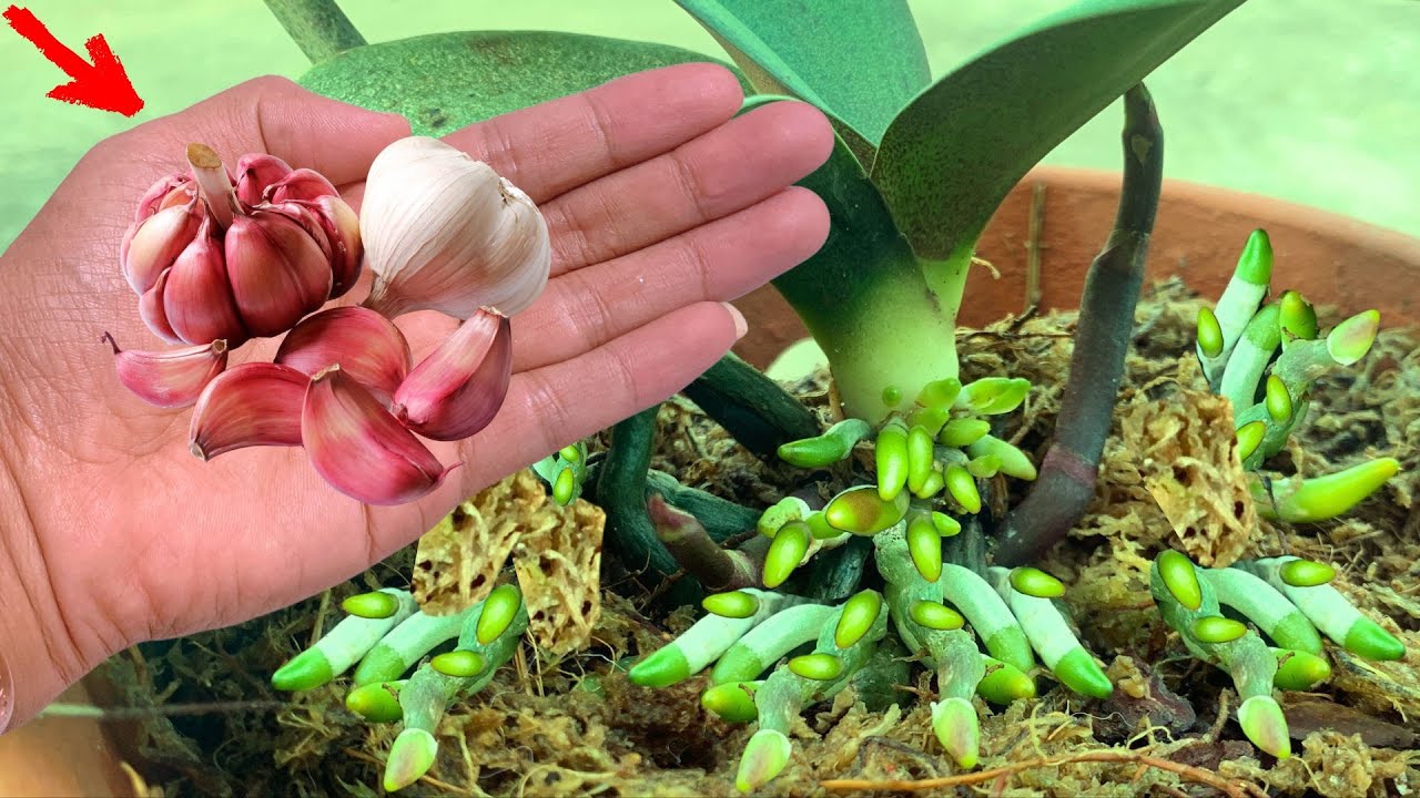 Only garlic! Orchids immediately produce thousands of roots and bloom all year round