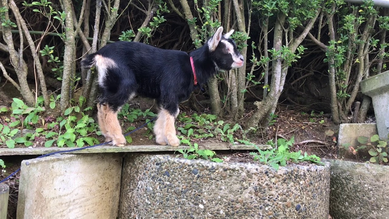 ヤギの飼い方　ＮＯ2