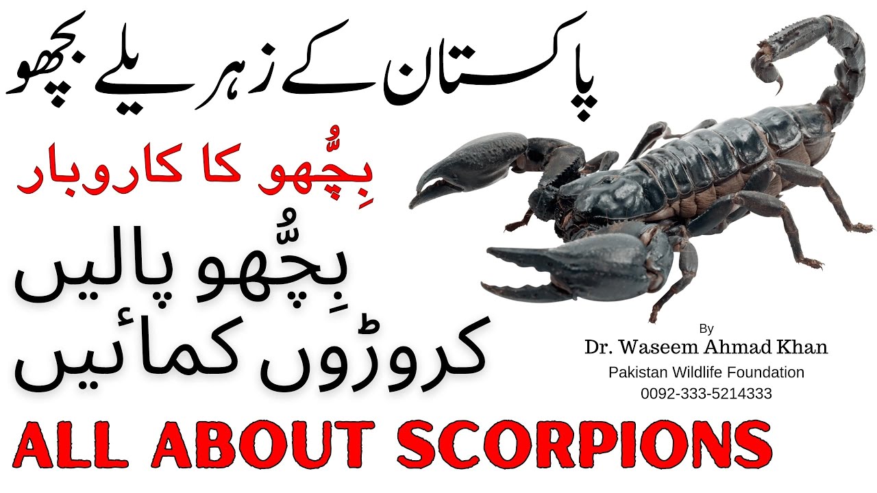 Scorpion Farming Business | Truth Behind Scorpion Farming | Venemous Scorpions of Pakistan | Bichu