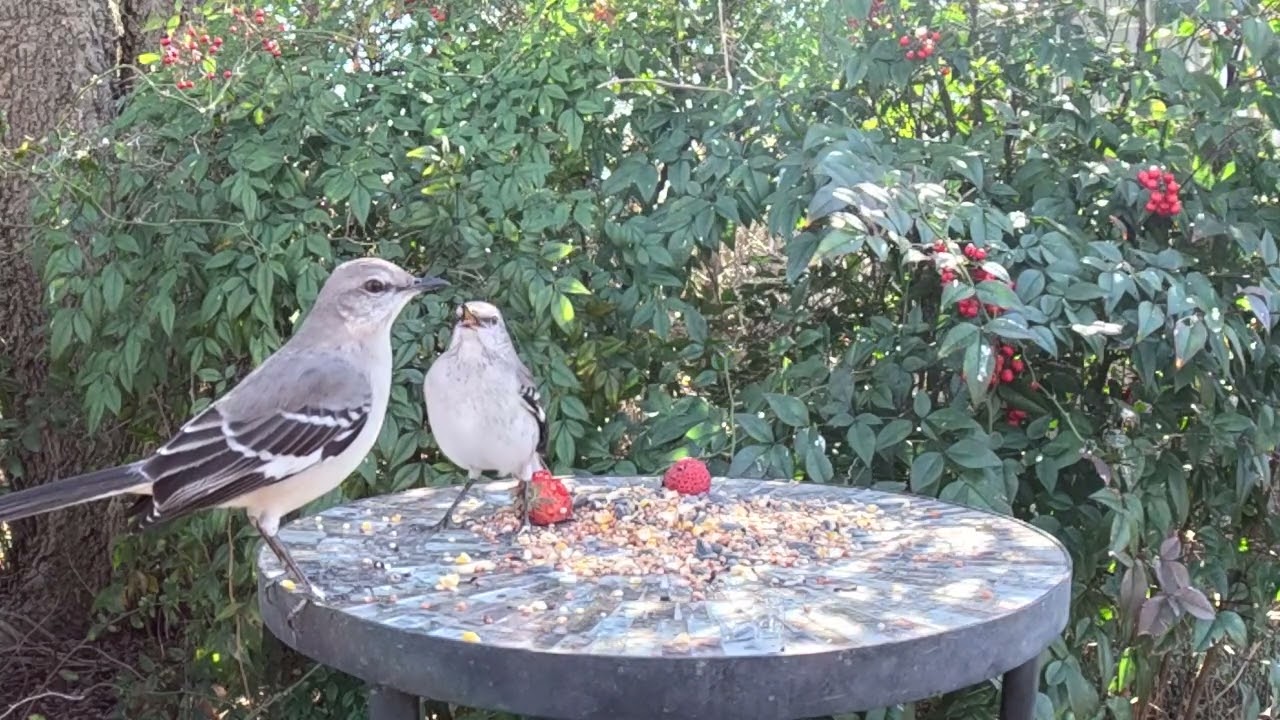 Slow Motion Mockingbird Squabble