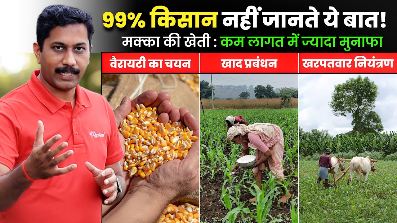 makka ki kheti 🌽 मक्का खेती में यह गलती मत करो 😱 कमाएं ज़बरदस्त मुनाफा | maize ki kheti kaise kare