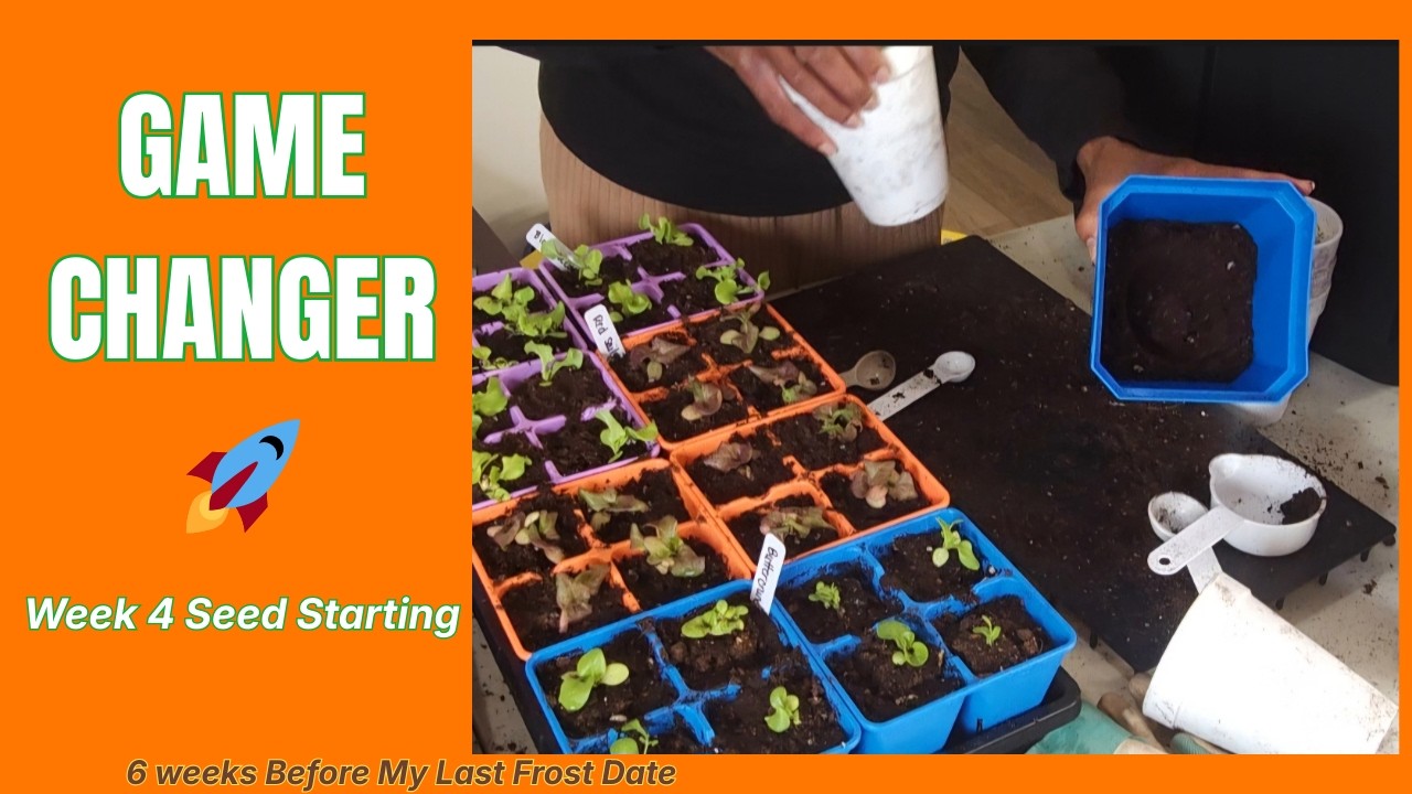 6 Weeks Before Last Frost: Seedling Potting Up + HUGE Seed Hack! 🚀