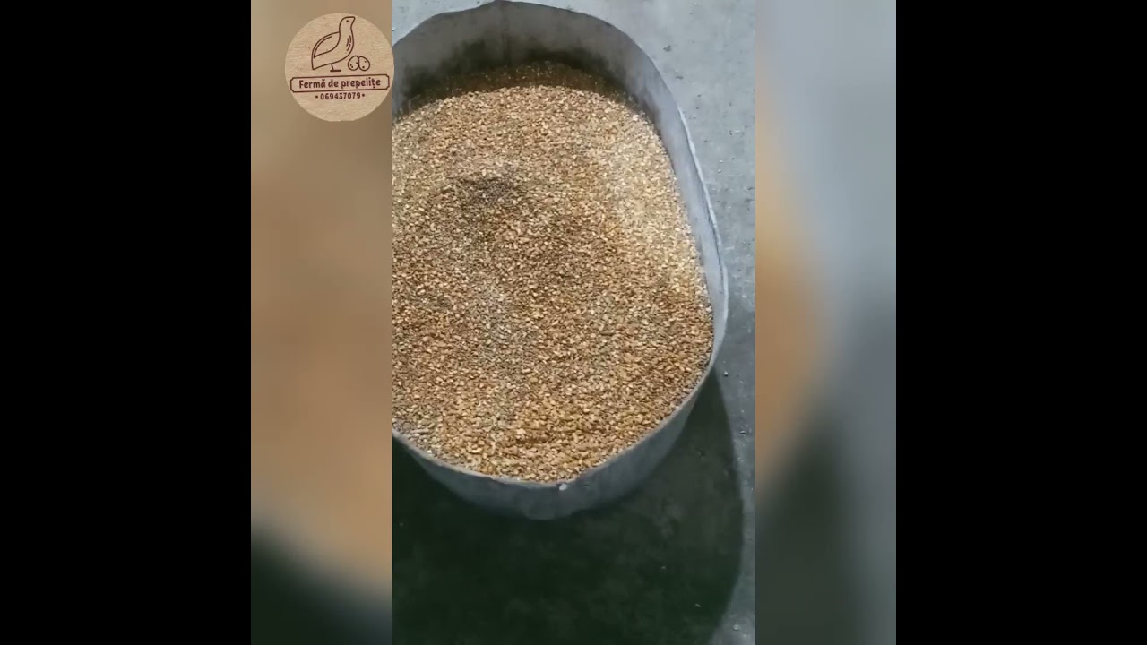 Creșterea Prepelițelor . Mîncare pentru Prepeliţe ( Combicorm.Furaj ).