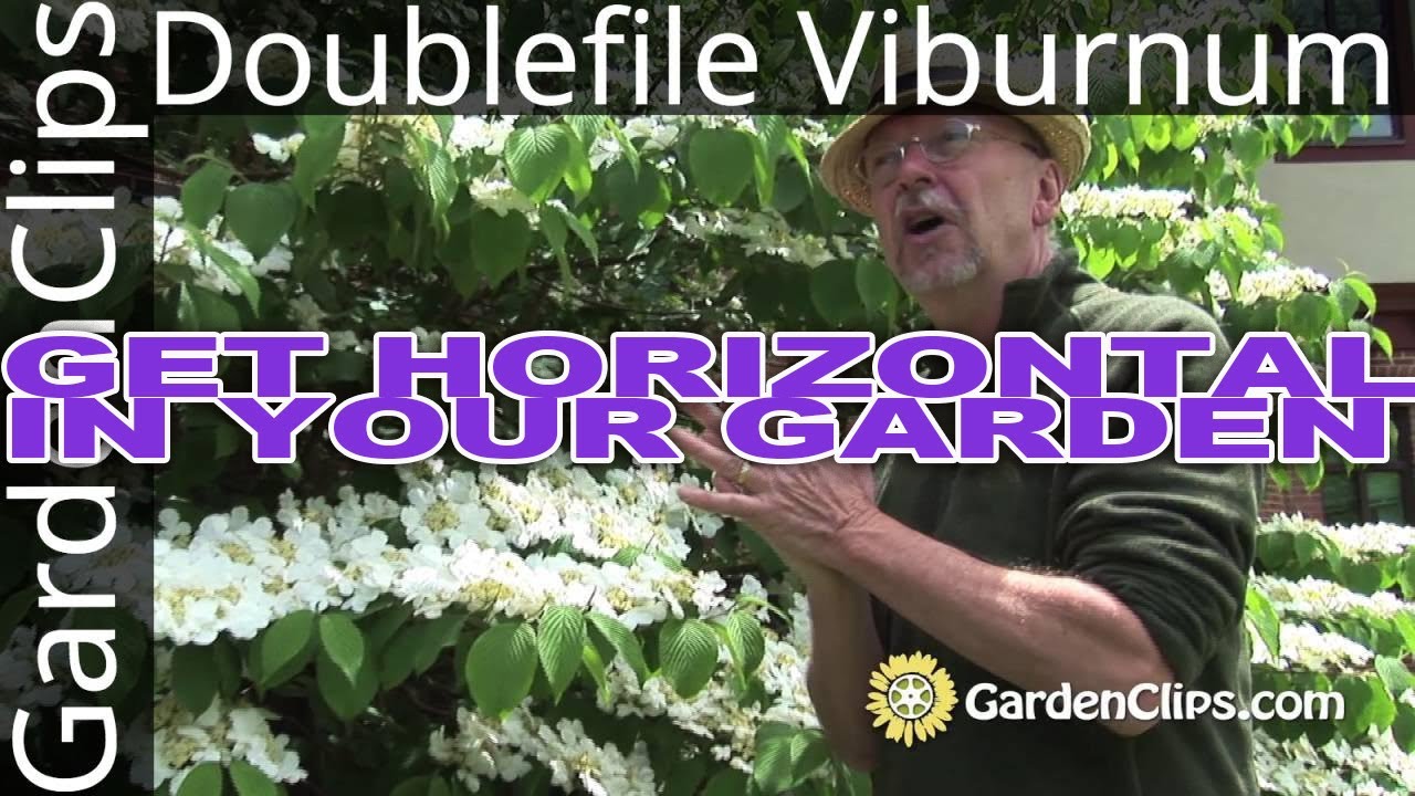 Viburnum plicatum f. tomentosum - Doublefile Viburnum - Great visual contrast for the garden