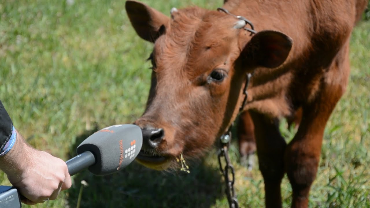 Децентралізовані. Волоське: як зробити з села Європу