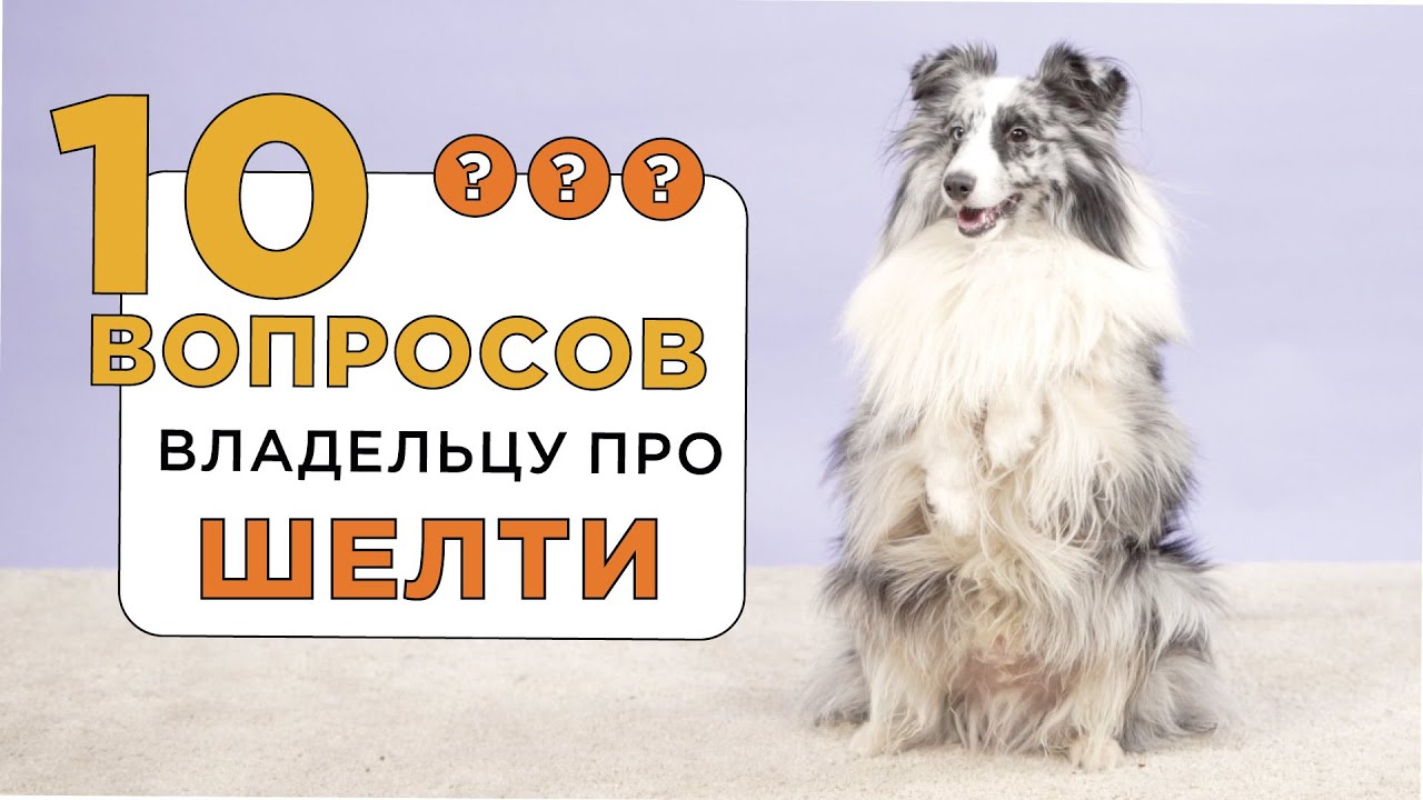 10 вопросов о шелти (шетландская овчарка) – дрессировка, шерсть и поведение