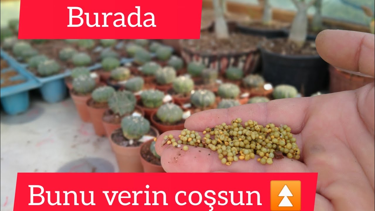 kaktüs kolay yoldan büyütme