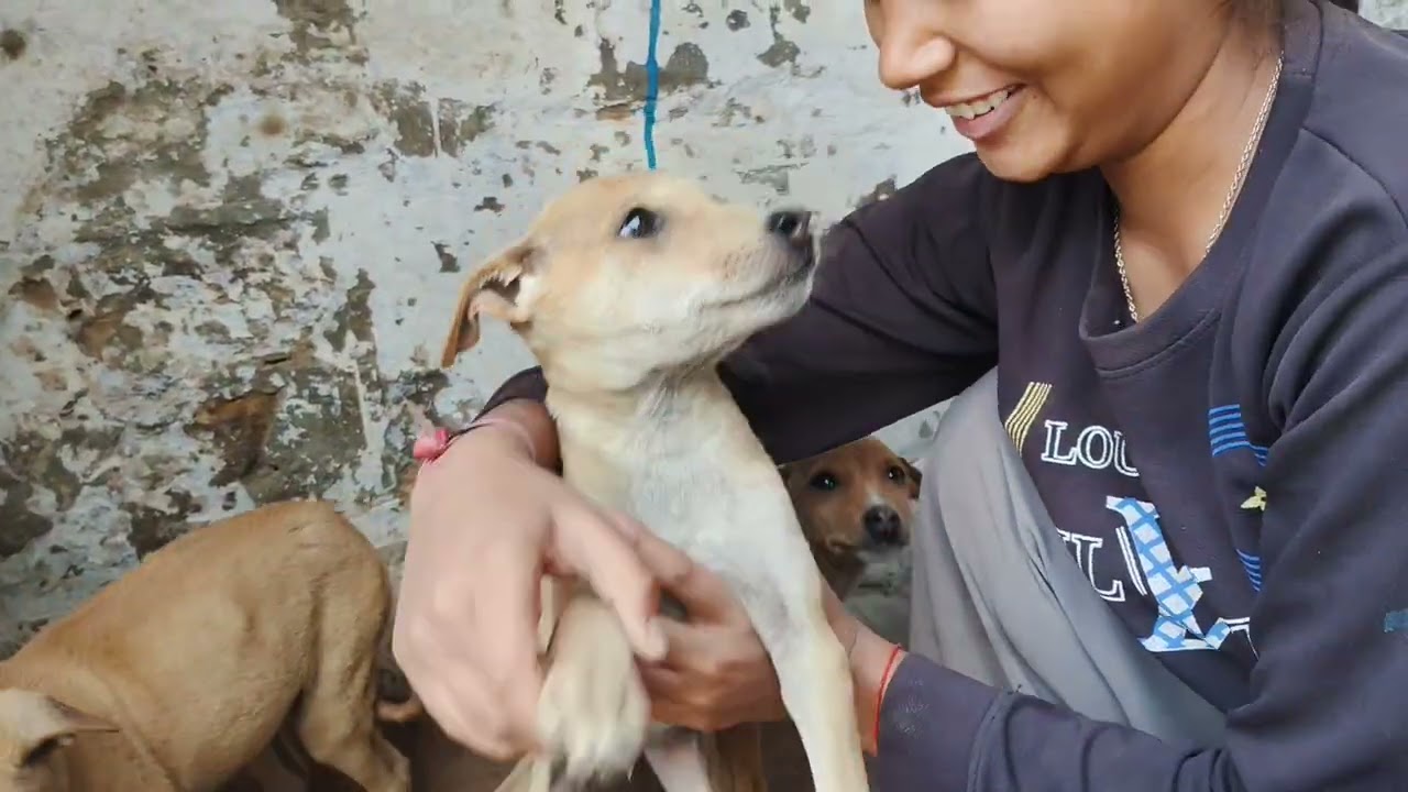 Introduce five puppies 😁🙏🏻