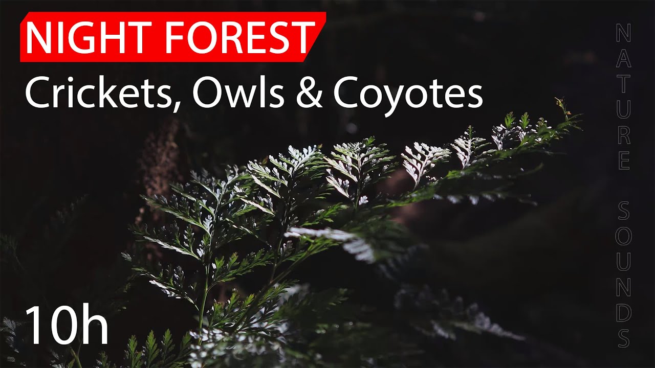 Наверное это звук  который поможет спать крепко: Ночные звуки природы: Сверчки, совы и койоты