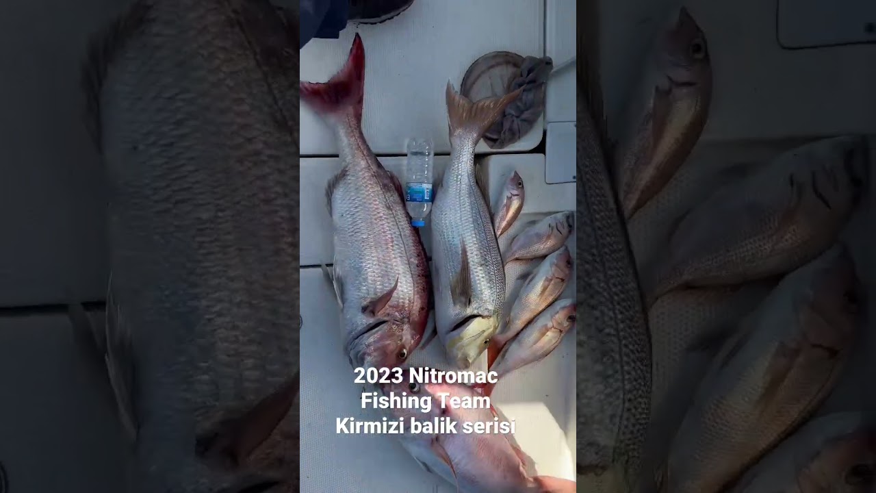 DEVLER Ligi Kirmizi balik 2023 @Nitromac #fishing #team #sinarit #tranca #fangri #mercan #antenli
